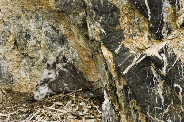 Huddled together against a rocky Canadian cliff face, a typical nesting site, these two gyrfalcon chicks blend into the marbled stone. Adult <em>Falco rusticolus</em> patrol the air in arctic regions, feeding on their tundra neighbors, the well-hidden ptarmigan and other smaller birds. Gyrfalcons are clad in inconspicuous gray, white and brown feathers, with a light underside.