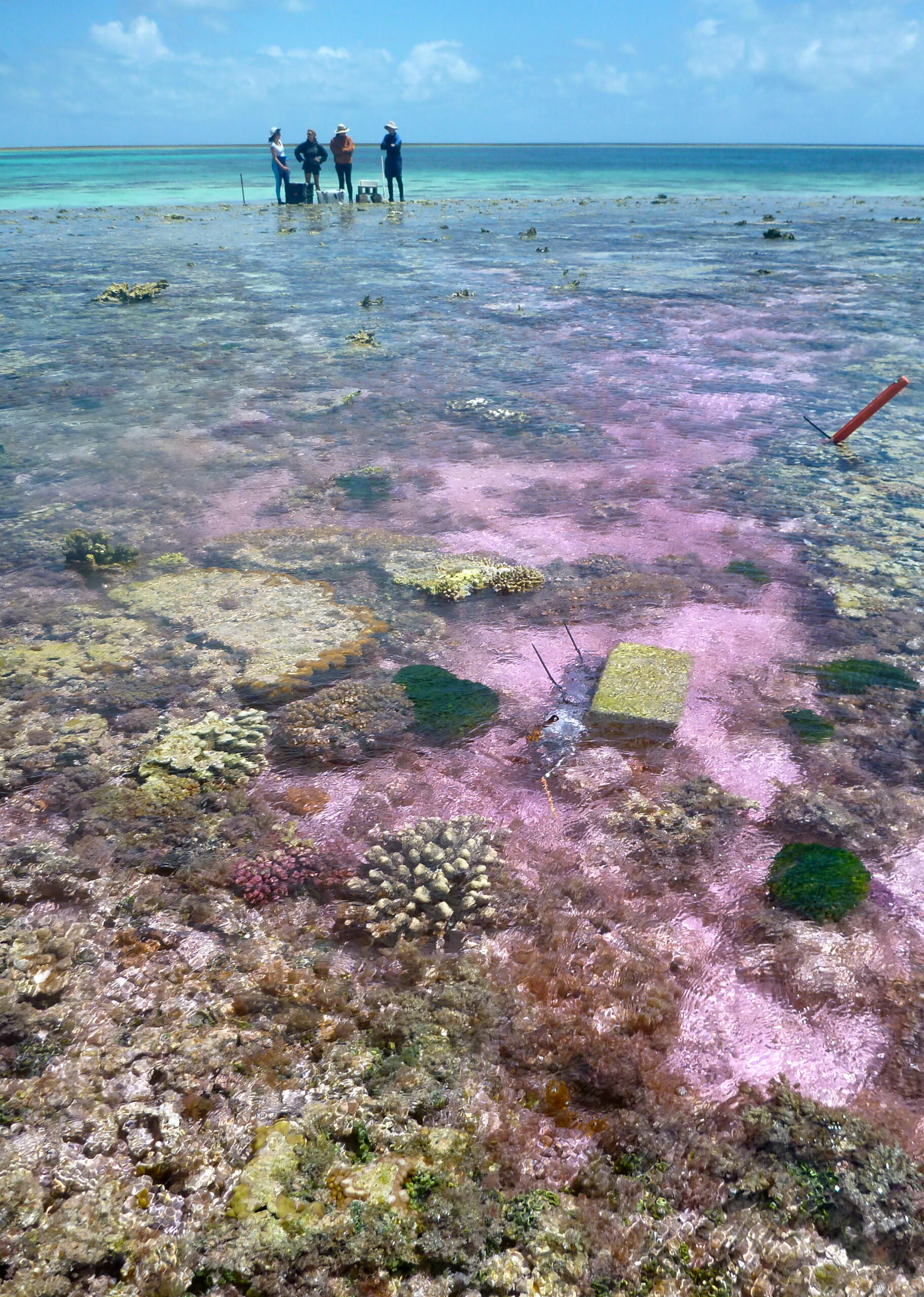 Researchers Repair Coral Reef By Sending Ocean Water ‘Back In Time’