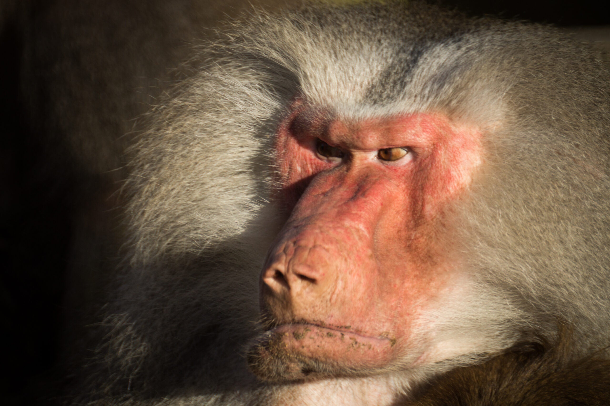 Monkeys that hav big ass lips On Swollen Butts Mouth Sacs And Other Sexual Preferences In The Animal Kingdom