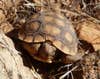 Desert Tortoise at Zion National Park