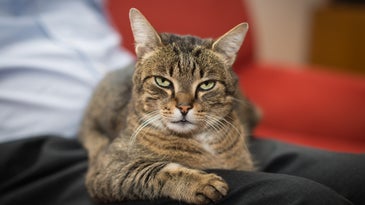 Cats May Understand Cause And Effect, Study Finds