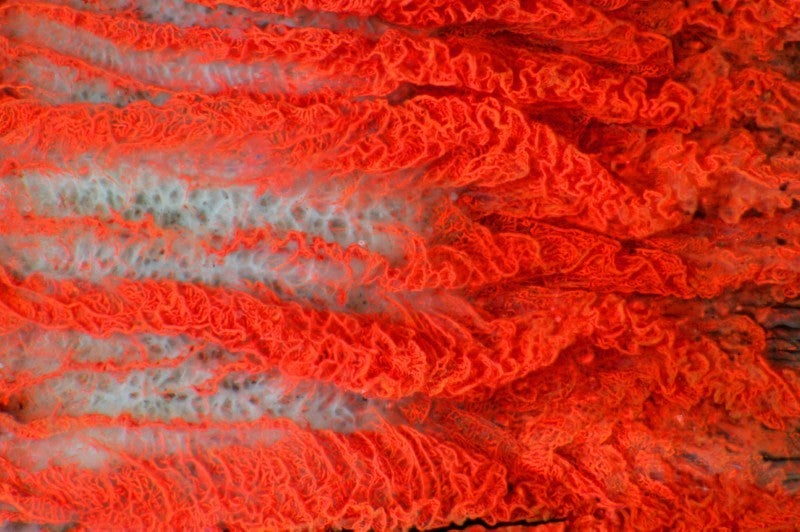 This striking image actually shows part of an ox's eye, and the capillaries in it. Capillaries are small blood vessels, which act as the connective network between arteries and veins. The capillaries have been made visible by injection of an insoluble dye into the artery that supplied them. [<a href="http://www.wellcomeimageawards.org">Wellcome Image Awards</a>]