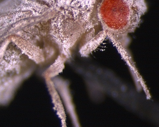 Big Pic: A Fruit Fly Born In Outer Space