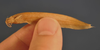 Kryptoglanis shajii is slightly smaller than a human pinkie finger.
