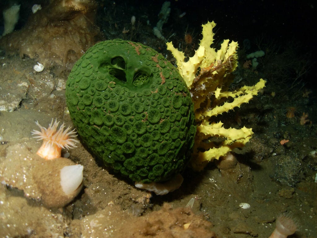 Sea sponges
