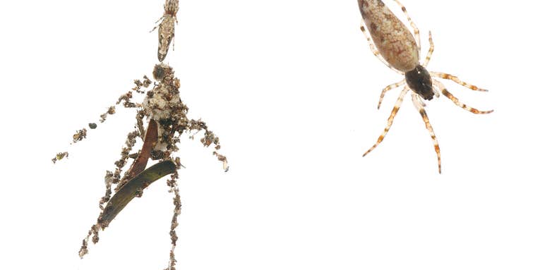 What I Learned Hunting Decoy-Weaving Spiders In The Amazon