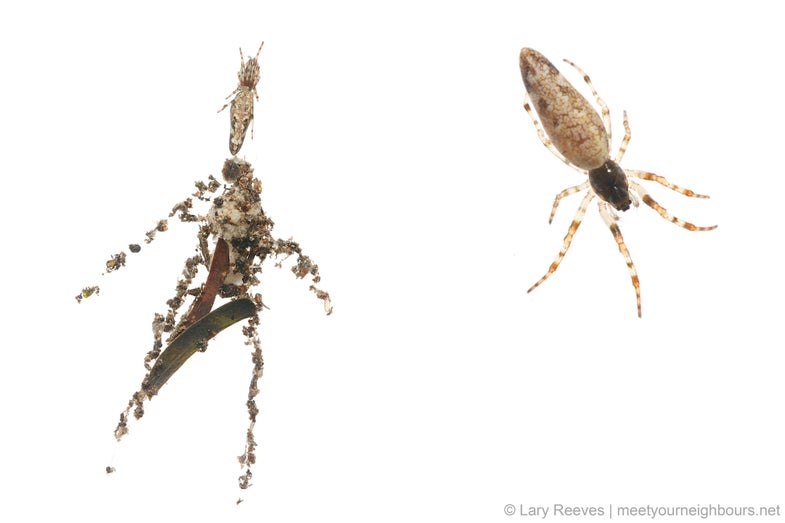A Cyclosa spider and its decoy on the left; a close-up of the spider on the right.