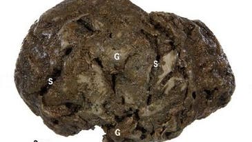 800-Year-Old Fossilized Brain Found Containing Intact Remnants of Brain Cells