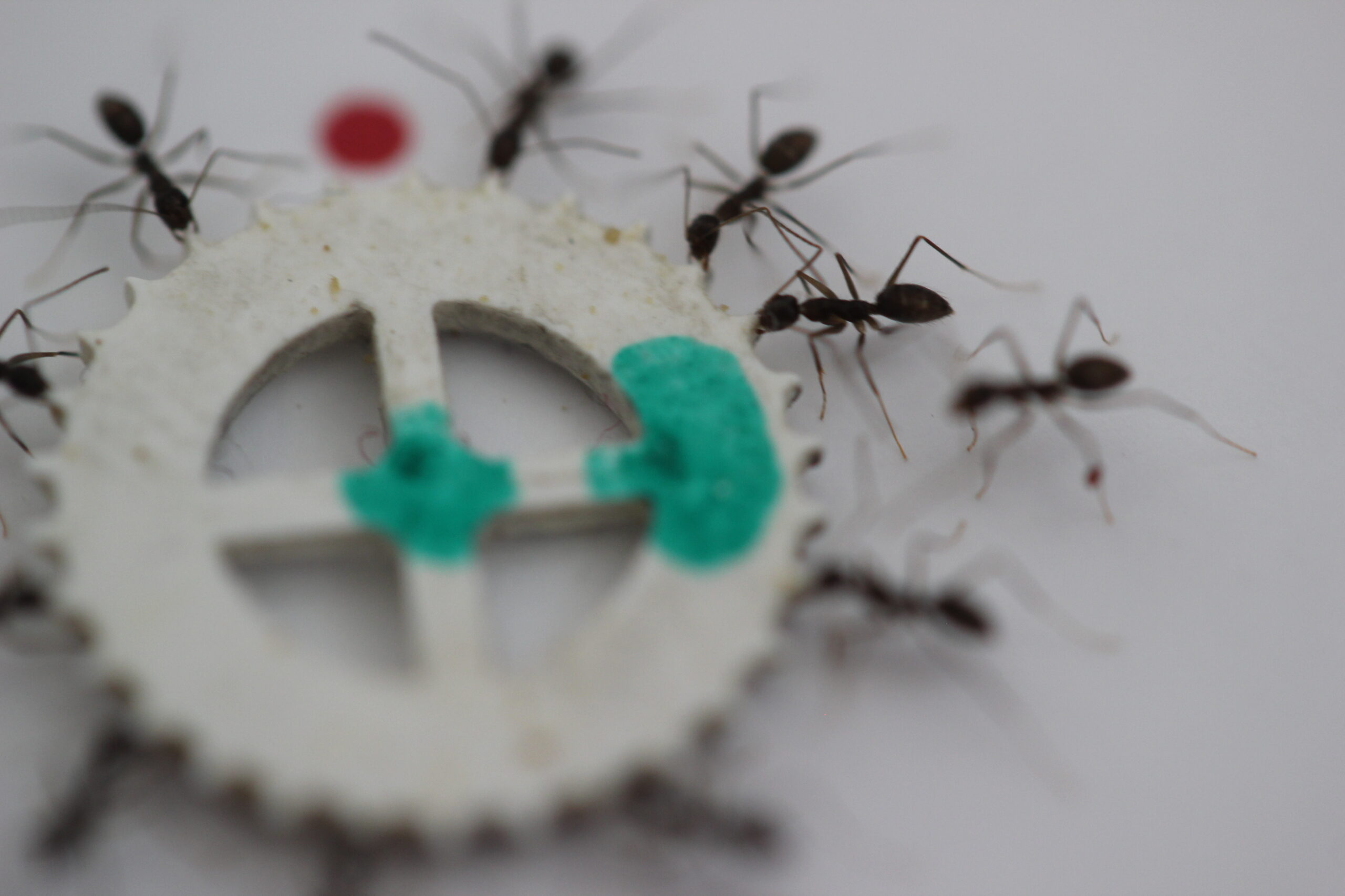 Crazy Ants Cooperate To Carry Food