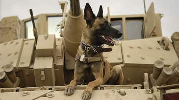 After $19 Billion Spent Over Six Years, Pentagon Realizes the Best Bomb Detector Is a Dog