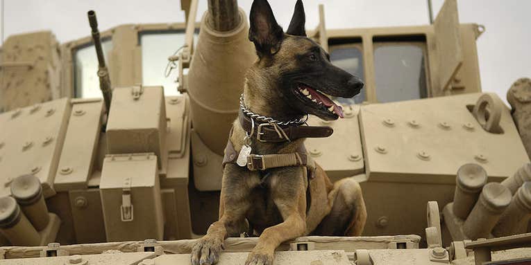 After $19 Billion Spent Over Six Years, Pentagon Realizes the Best Bomb Detector Is a Dog