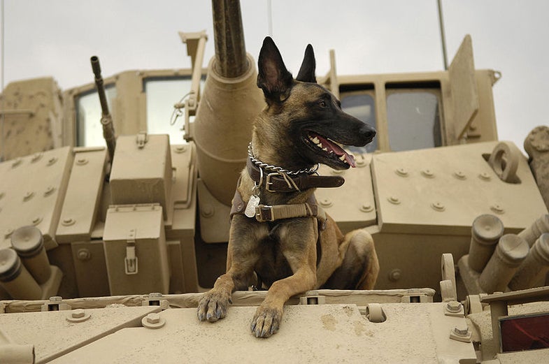 Jackson, a U.S. Air Force Belgian shepherd, hangs out on a giant scary tank before a mission in Iraq.