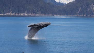 Nine Populations Of Humpback Whales Leap Off Endangered Species List