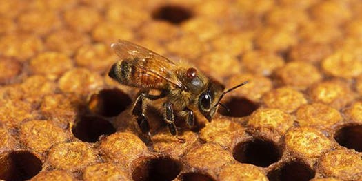 Breeding Super-Hygienic Bees to Take the Offensive in Colony Collapse Fight