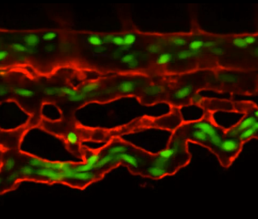 WATCH THE VIDEO! Zebrafish provide great models for researchers to study how vertebrates develop. In this video, Elliott Hagedorn looks at the blood flow in the tail of a two-day-old zebrafish. The blood vessels are stained red, and the red blood cells are stained green, bringing oxygen to the cells in the tail.