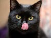black cat licking nose