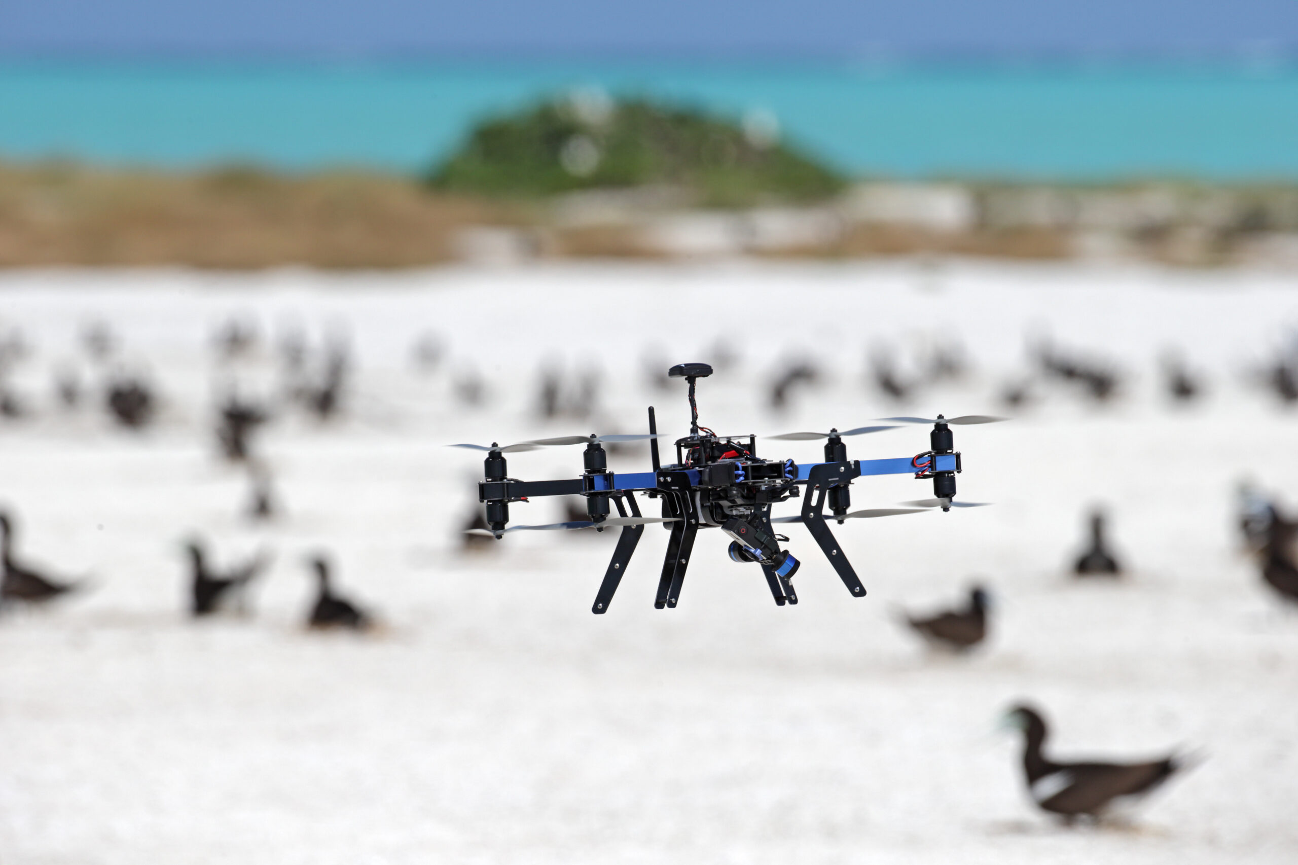 Drones Are Great At Counting Birds, Study Finds