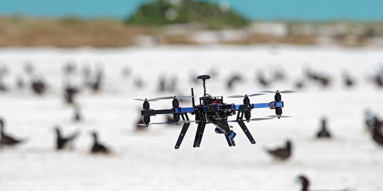 Drones Are Great At Counting Birds, Study Finds