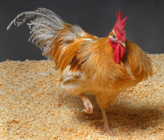 New Genetically Modified Chickens Can’t Transmit Bird Flu, Scientists Say