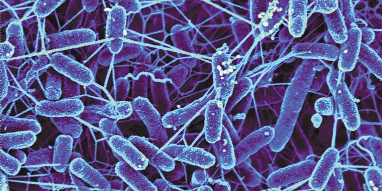 Scientists want to turn our gut bacteria into medicine