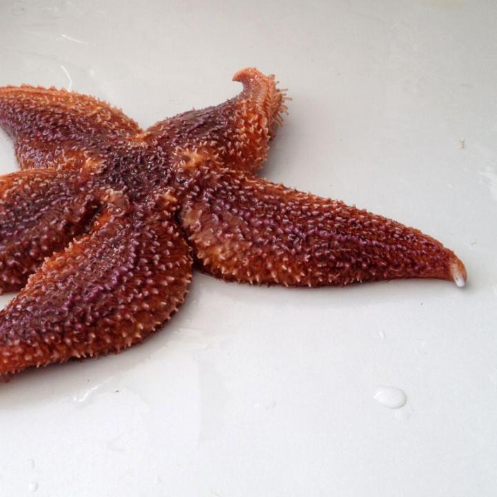 Watch A Starfish Spit A Microchip Out Of Its Leg