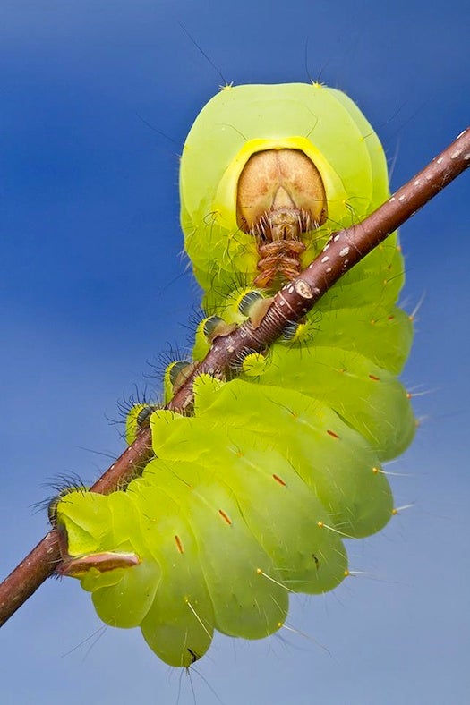Photographer Colin Hutton snapped this <a href="http://www.smithsonianmag.com/photocontest/10th-annual/10th-Annual-Photo-Contest-Finalists-Natural-World-194333591.html?c=y&amp;page=5">photo</a> of a caterpillar in Duke Forest, North Carolina, while shooting footage of a jumping spider with a Canon 7D.