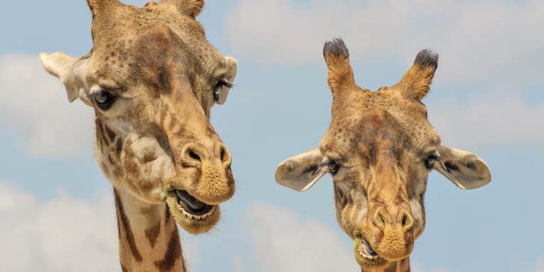 Fun facts about giraffe sex to keep you occupied while you wait for that giraffe baby