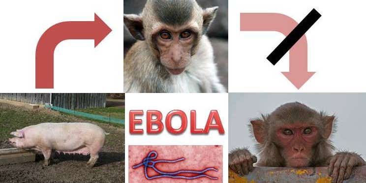Of Pigs and Primates: Addressing the Airborne Ebola Allegation