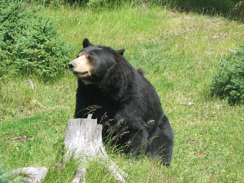 Bears photo