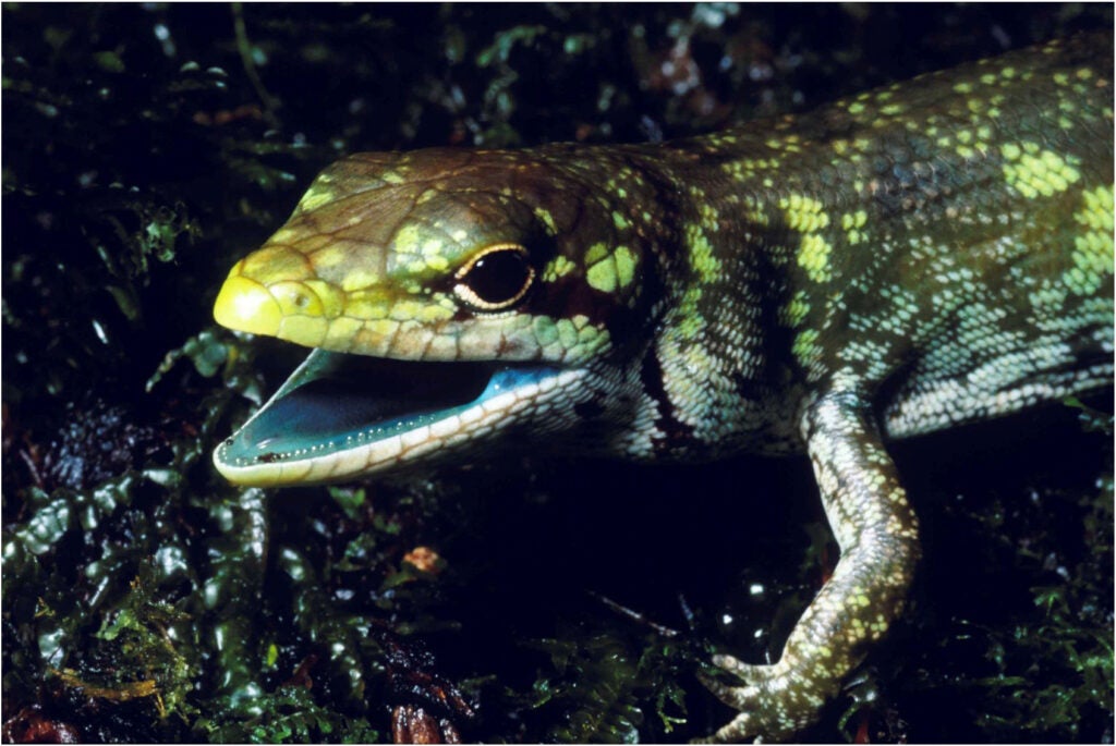 Prasinohaema lizard with a bright green tongue