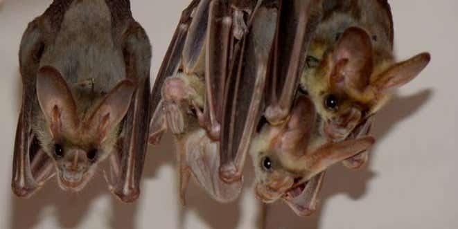 How Bats Recognize Friends In The Dark