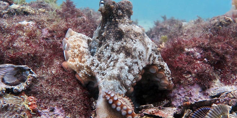 Octlantis: Where octopuses buck tradition and live in groups