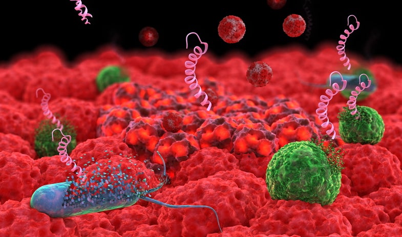 Antimicrobial peptides (the pink ribbons in this illustration), which are part of the innate immune system in all domains of life, can destroy microbes (blue and green) and also call white blood cells (the marbled white and red balls) to help fight an infection.