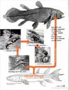 Fish That Evolution Forgot: October 1953