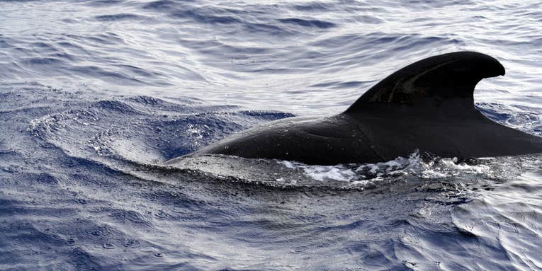 Cause Of Mysterious Whale Deaths? Whole Fish Jammed In Blowholes