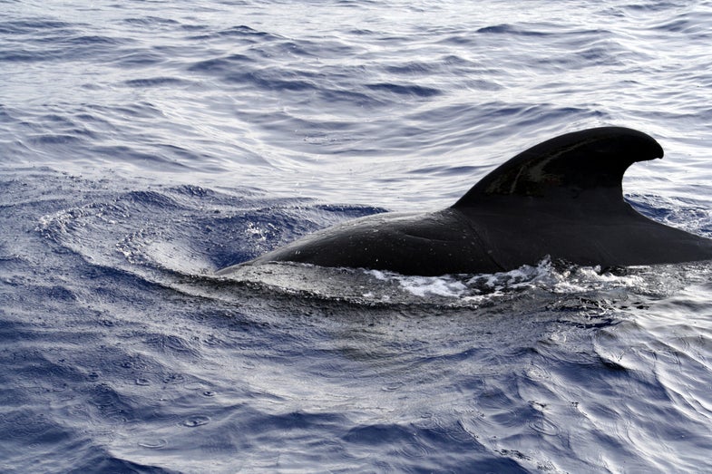 Whales photo