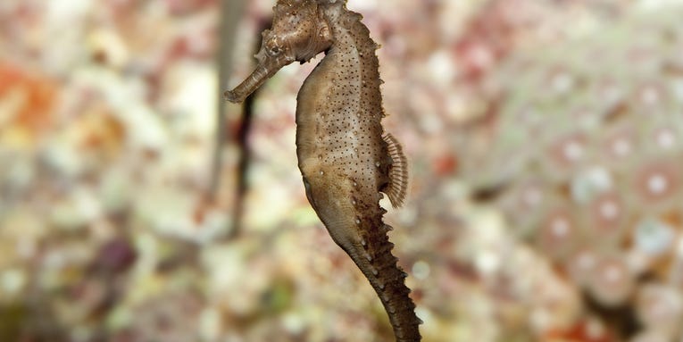 Help Save The Seahorse By Stabbing At Your iPhone