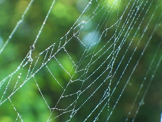 Newly Discovered Spider Silk Properties Are Soundly Promising