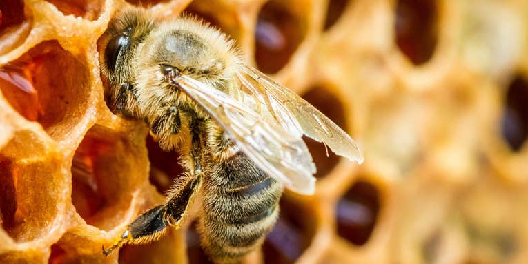 Honeybees are surprisingly great at math