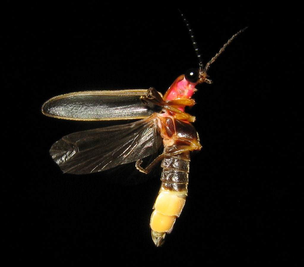 Nano-Firefly Tech Could Make Lights That Need No Electricity