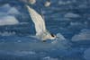 An Antarctic tern taking flight.