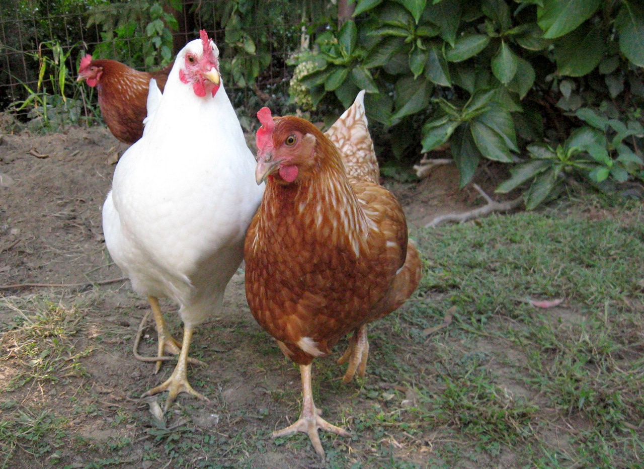 How To Keep Your Backyard Chickens Bug-Free