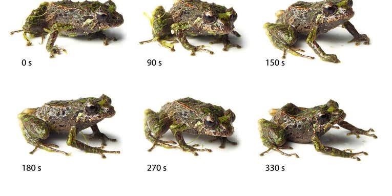 New Frog Species Can Change The Shape Of Its Skin