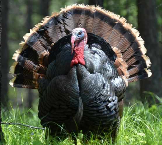 Today’s Turkeys Are Genetically Barren Compared To Their Wild Ancestors