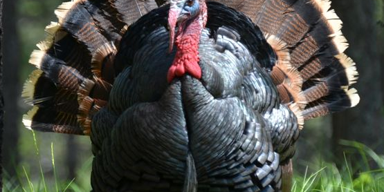 Today’s Turkeys Are Genetically Barren Compared To Their Wild Ancestors