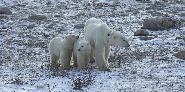 For polar bears contending with climate change, it’s ‘survival of the fattest’