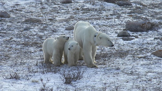 For polar bears contending with climate change, it’s ‘survival of the fattest’