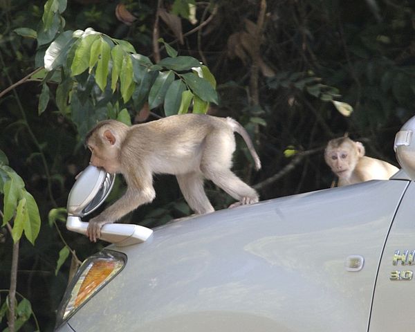 Drones Are Tracking Monkeys To Spot Malaria Outbreaks