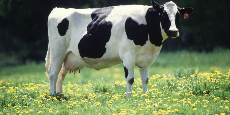 Genetically Modified Cows Produce Milk Akin To Human Milk