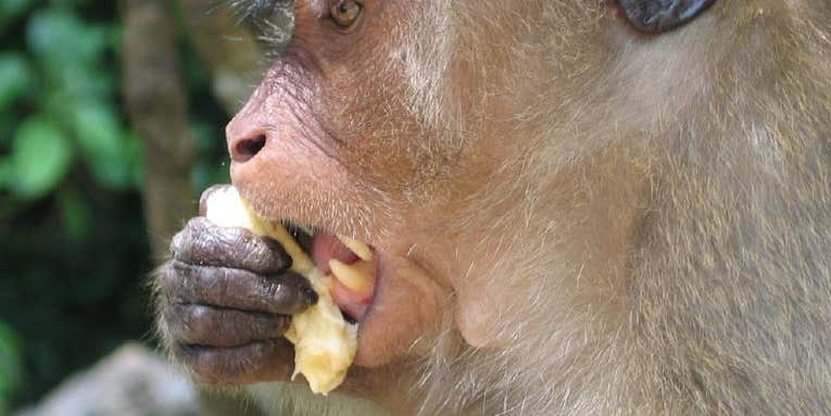 Drug That Targets Blood Flow to Fat Cells Is Shown to Slim Down Obese Monkeys